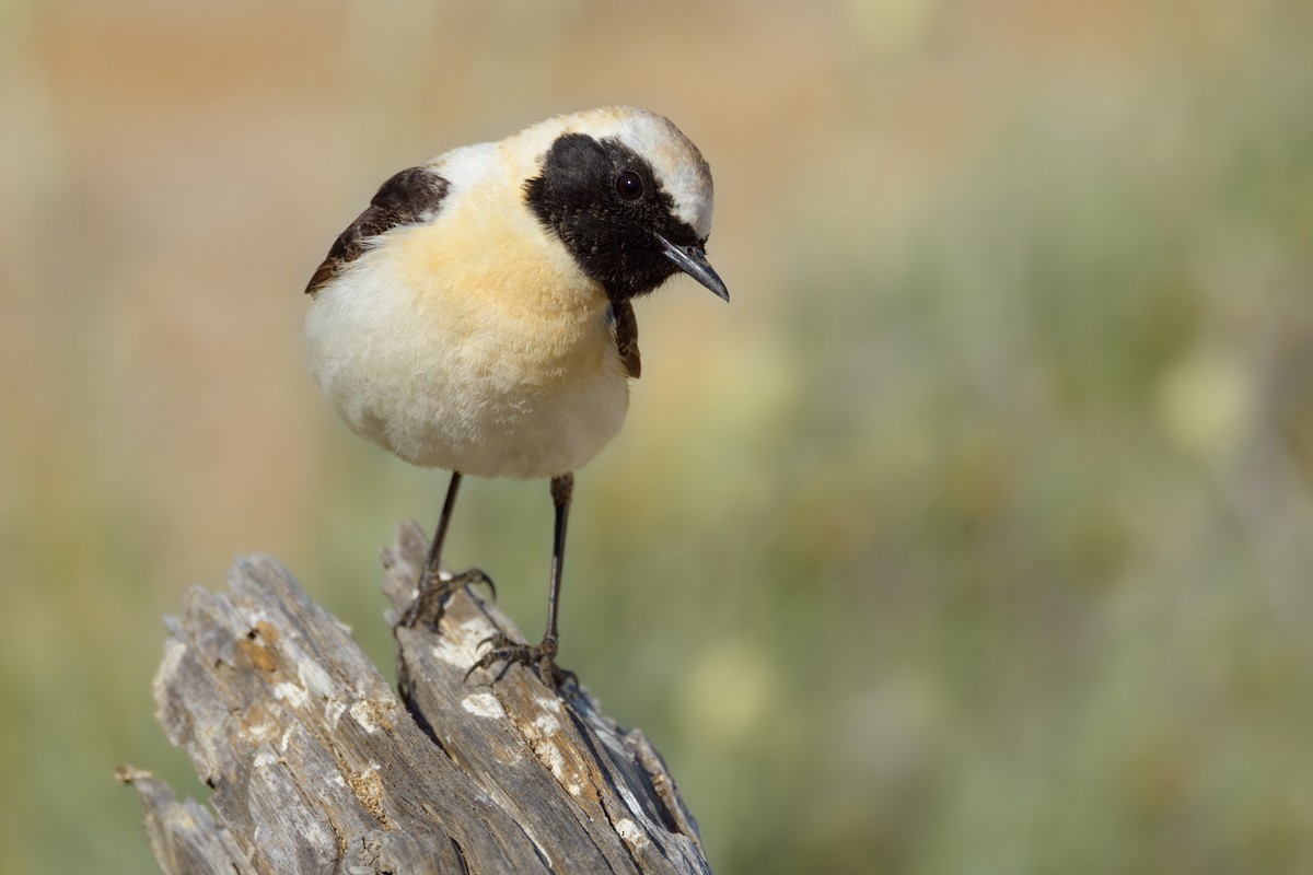 Eastern Black-eared Wheatear - ML627273725