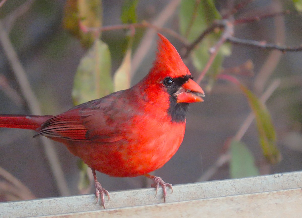 Northern Cardinal - ML627273787