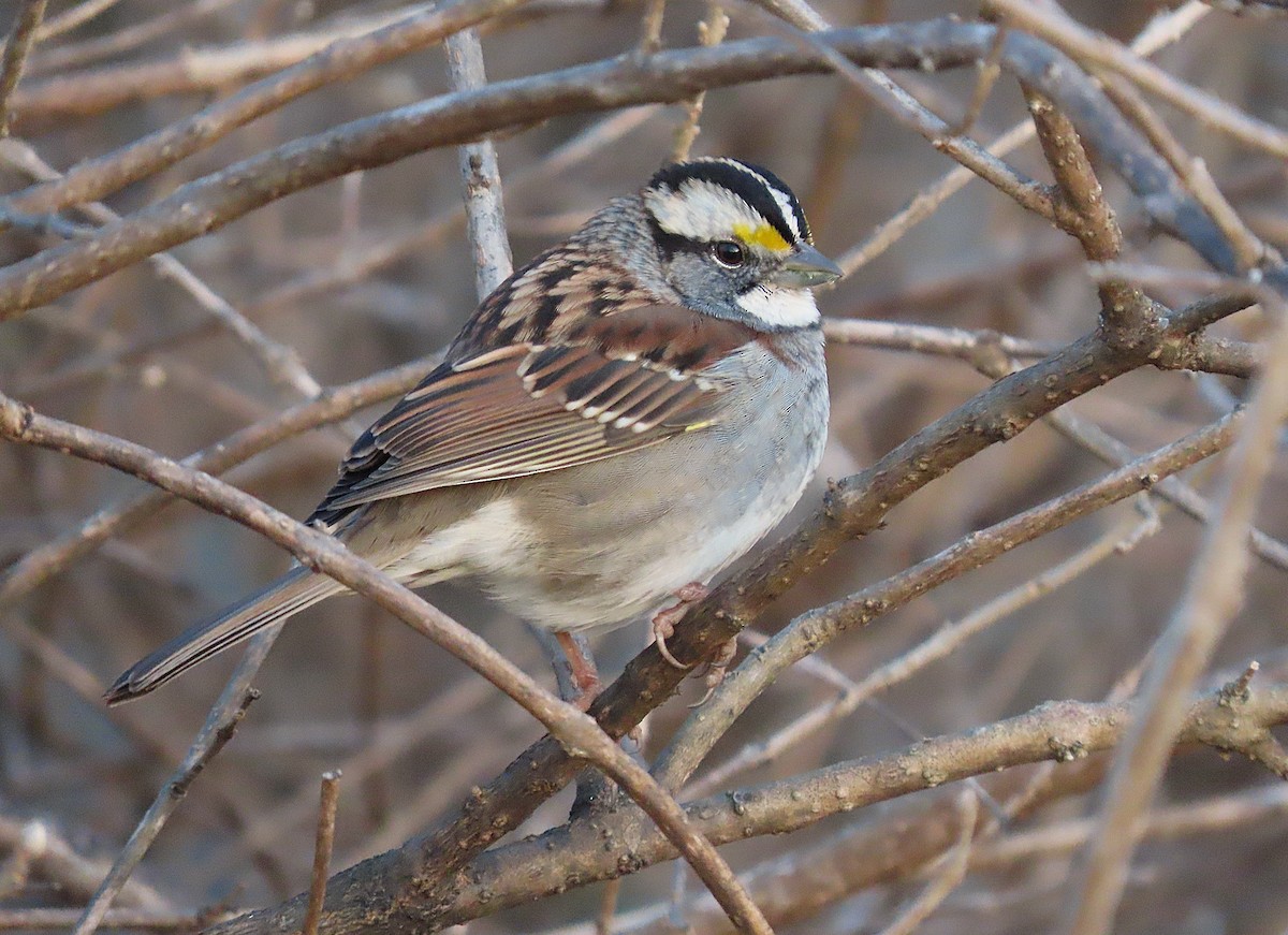 White-throated Sparrow - ML627273806