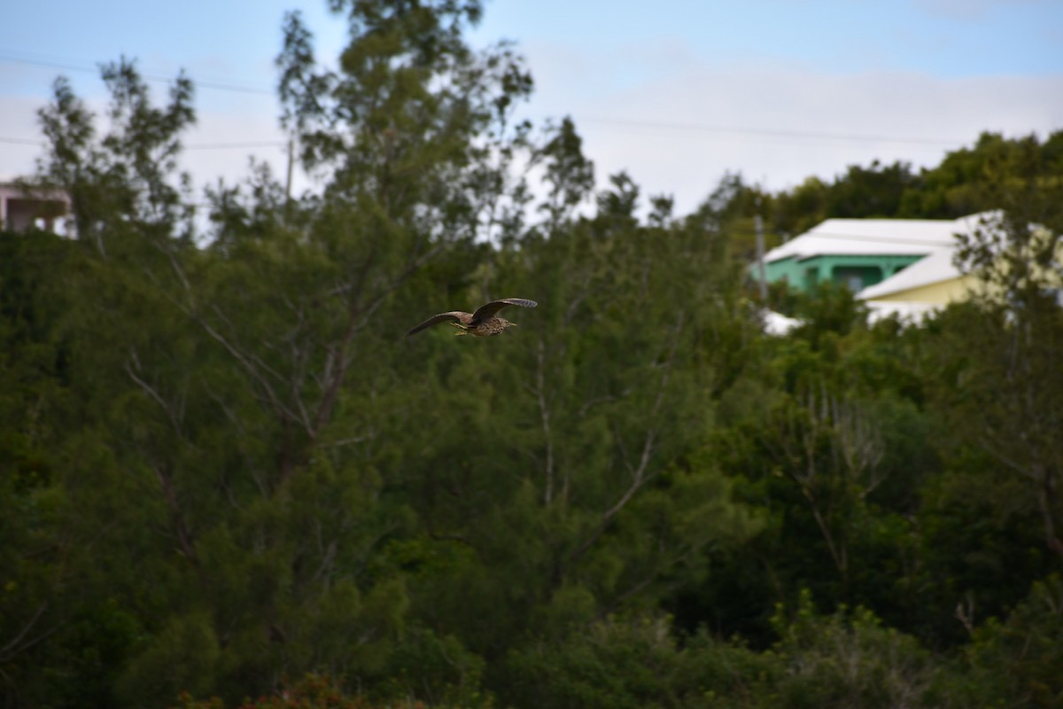 American Bittern - ML627273821
