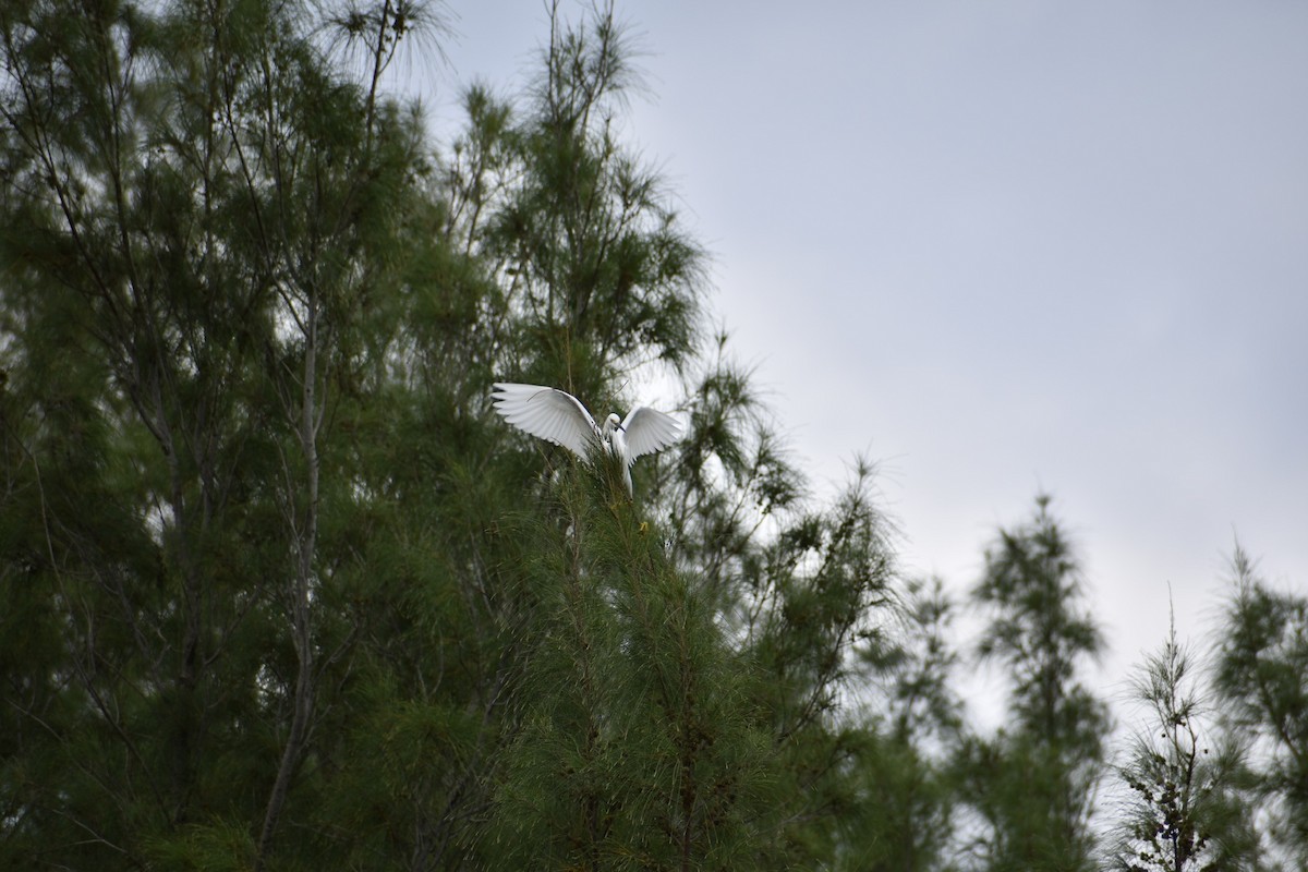 Snowy Egret - ML627273834
