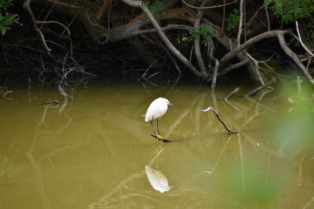 Snowy Egret - ML627273851