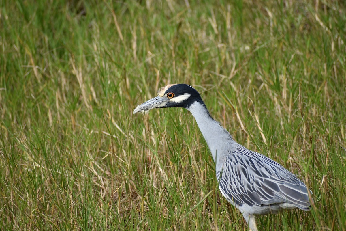 Yellow-crowned Night Heron - ML627273886
