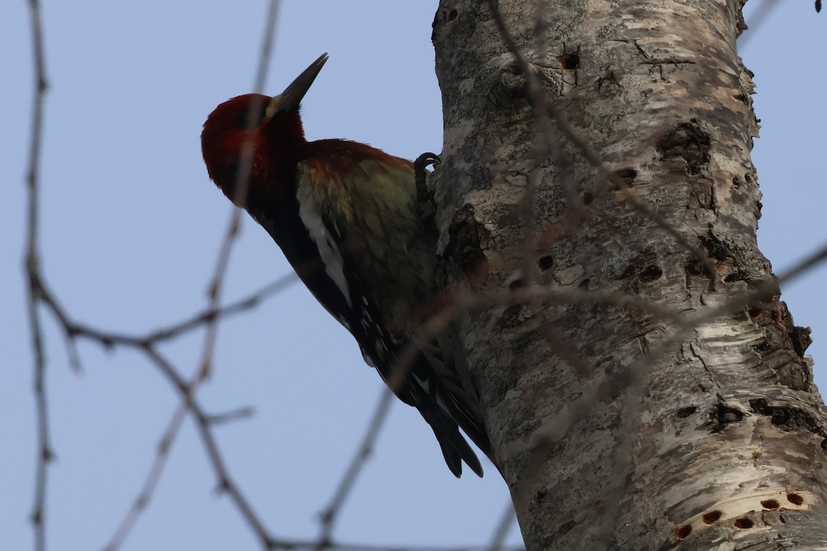 Red-breasted Sapsucker (ruber) - ML627273906