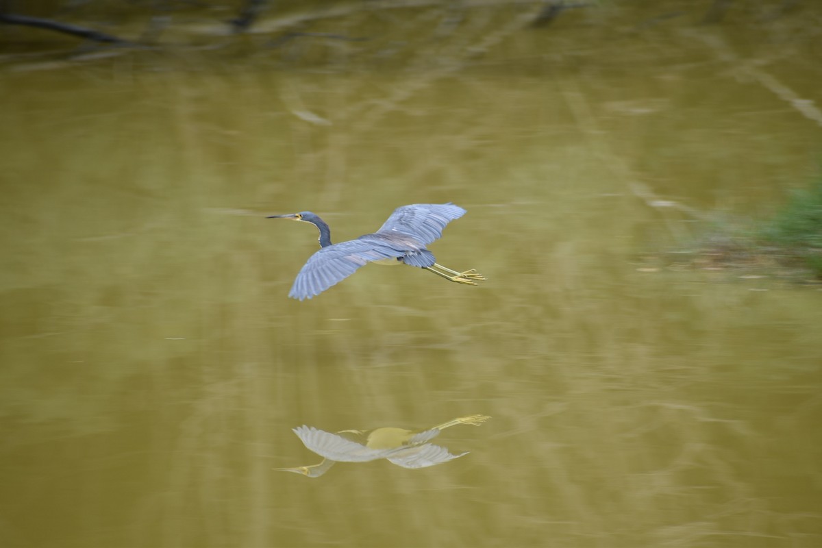 Tricolored Heron - ML627273910