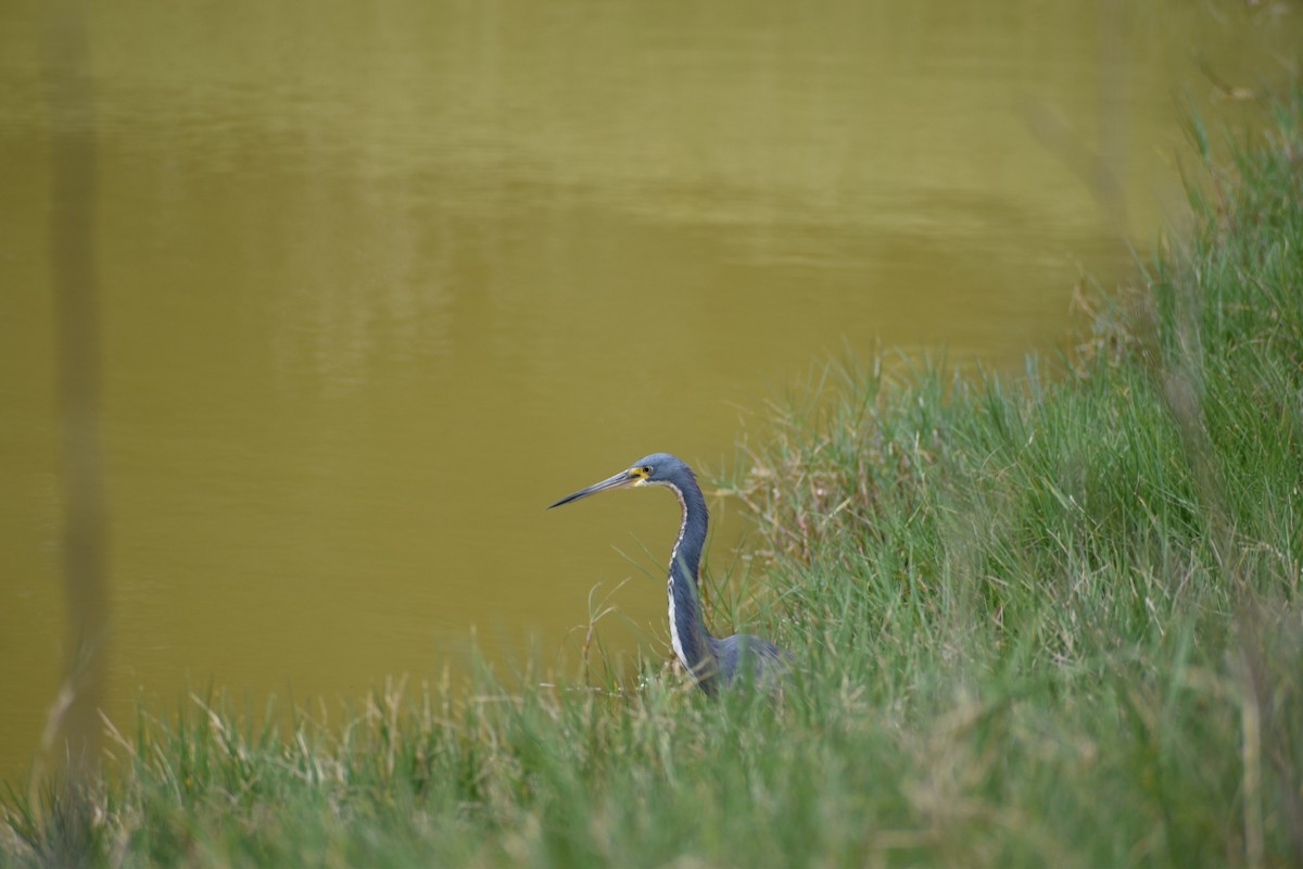 Tricolored Heron - ML627273916