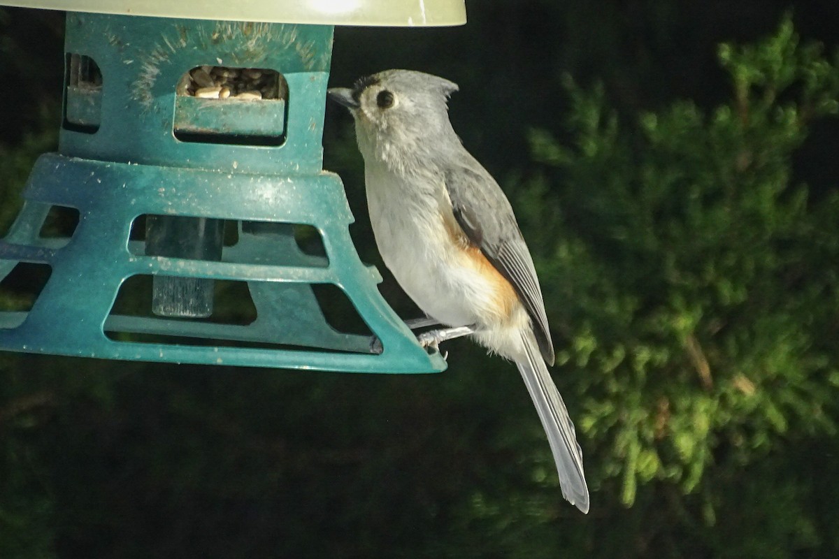 eBird Checklist - 8 Dec 2024 - 10 Worthington Dr, South Hadley US-MA 42 ...