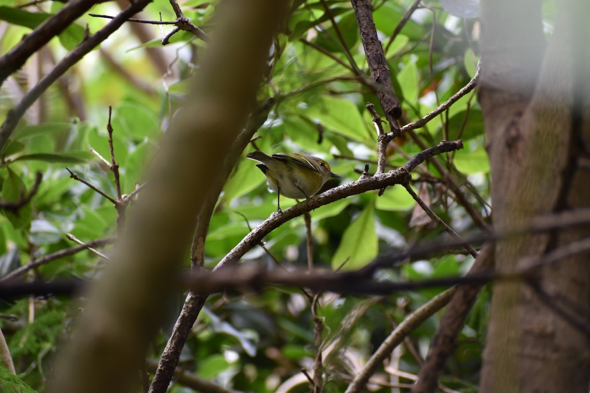 White-eyed Vireo - ML627273939