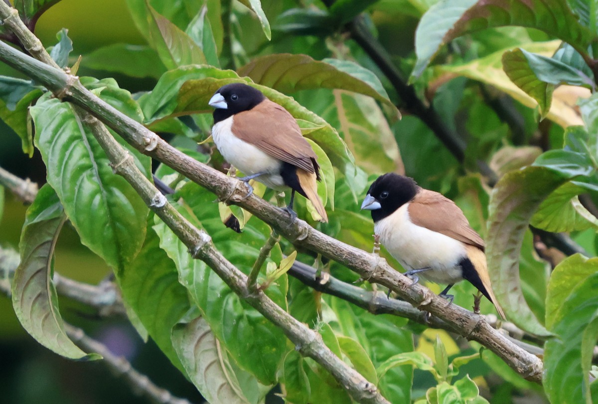 Hooded Munia - ML627273953