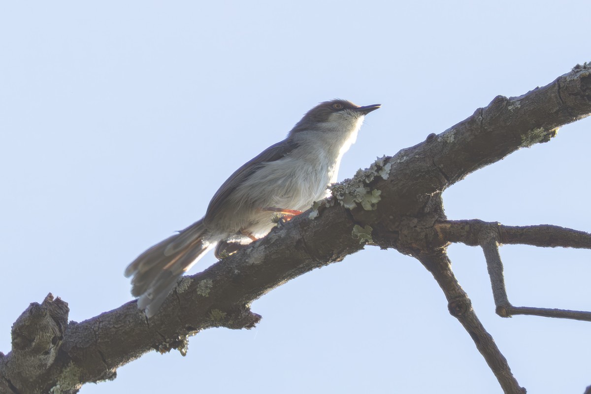 Brown-headed Apalis - ML627273973