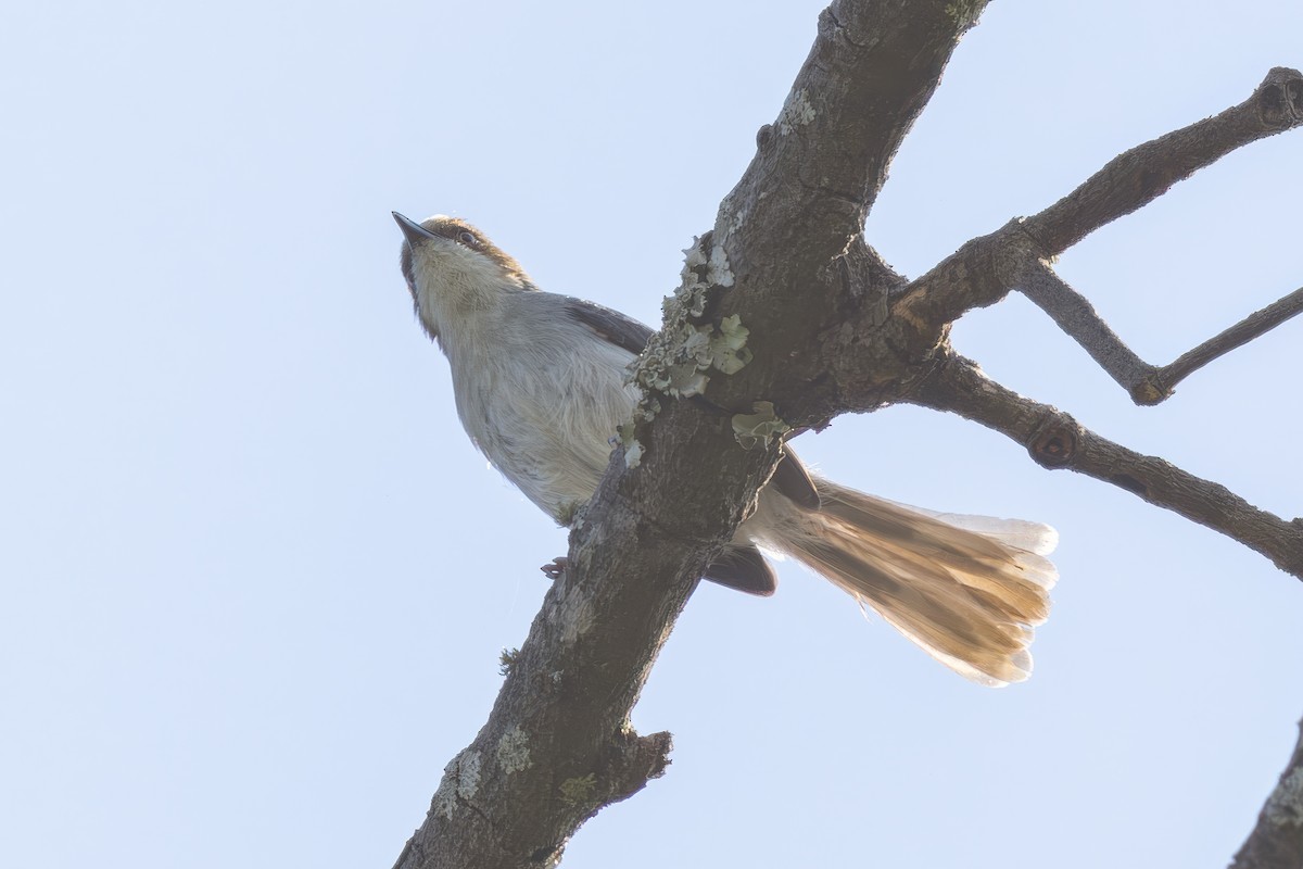 Brown-headed Apalis - ML627273974