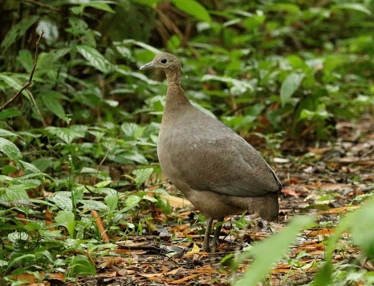 Solitary Tinamou - ML627274178