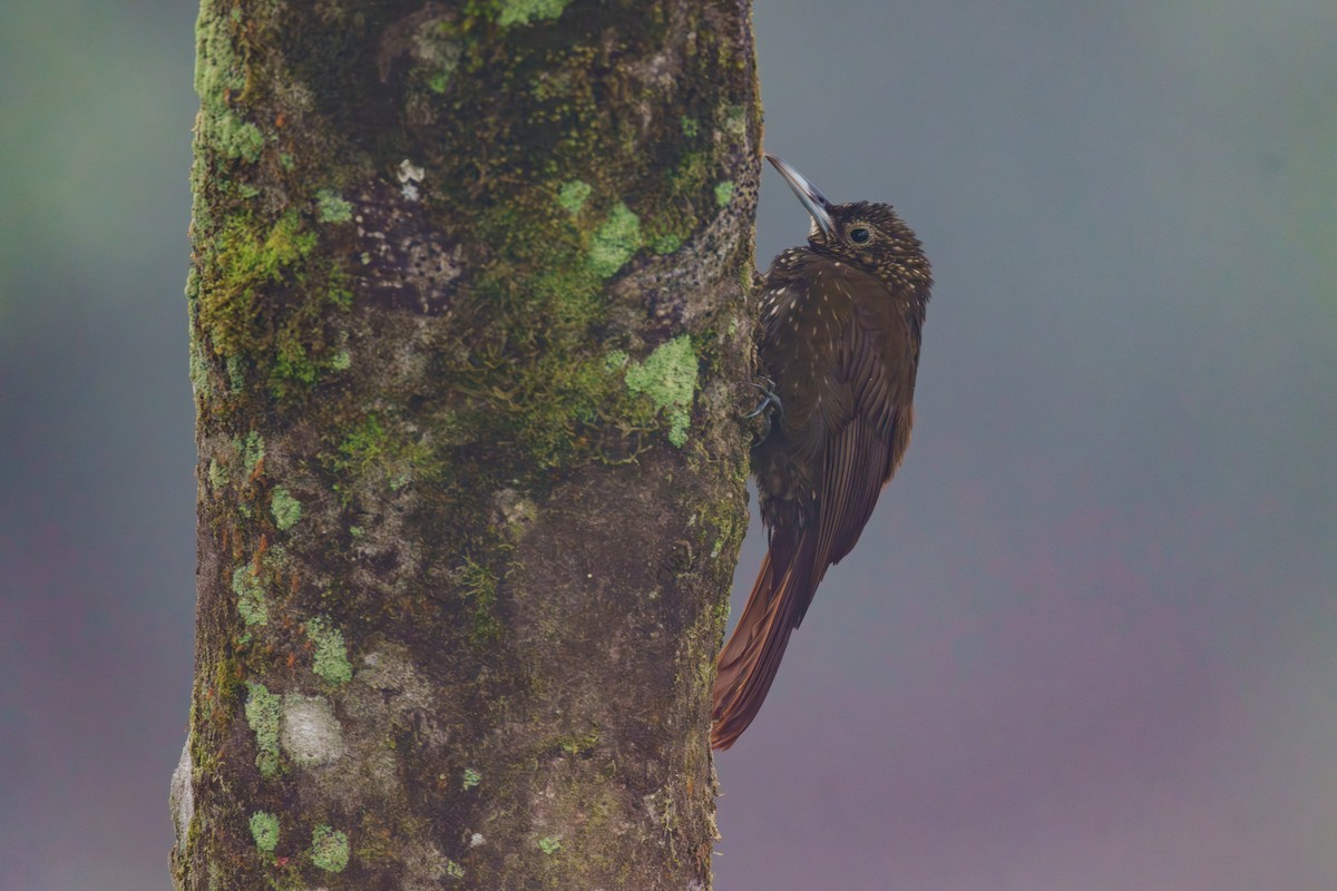 Yeşil Sırtlı Tırmaşık - ML627274412