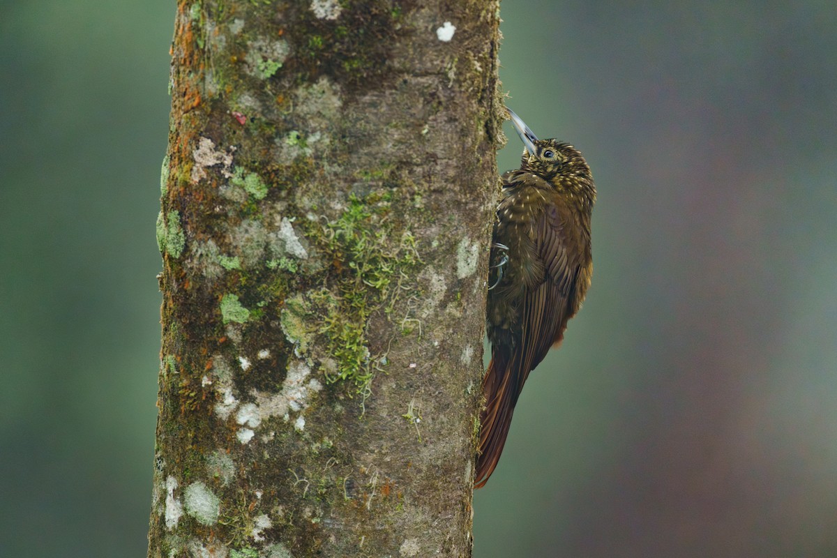 Yeşil Sırtlı Tırmaşık - ML627274413