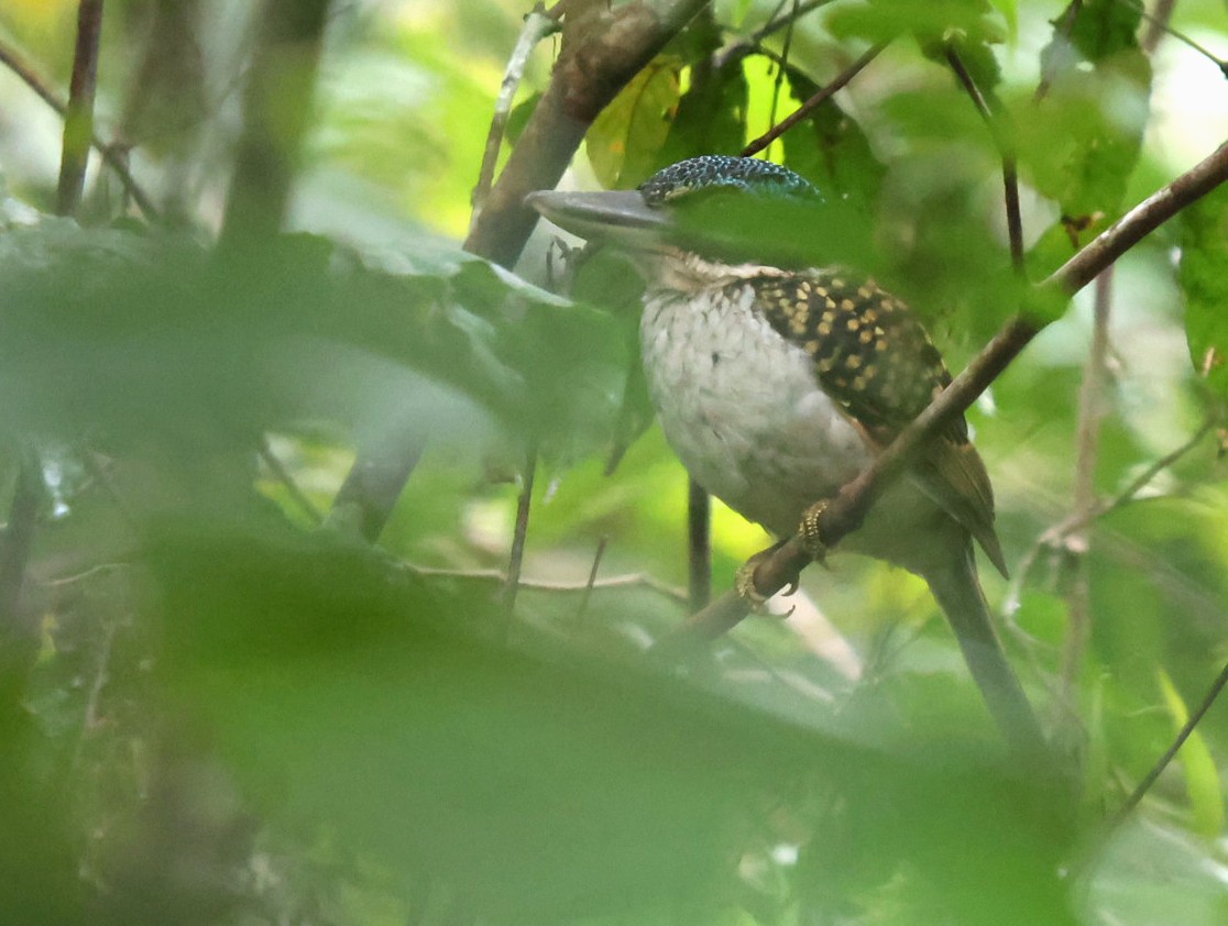 Hook-billed Kingfisher - ML627274499