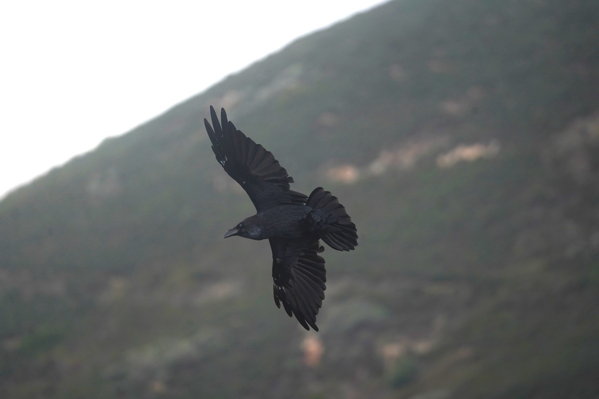 Common Raven - ML627274571