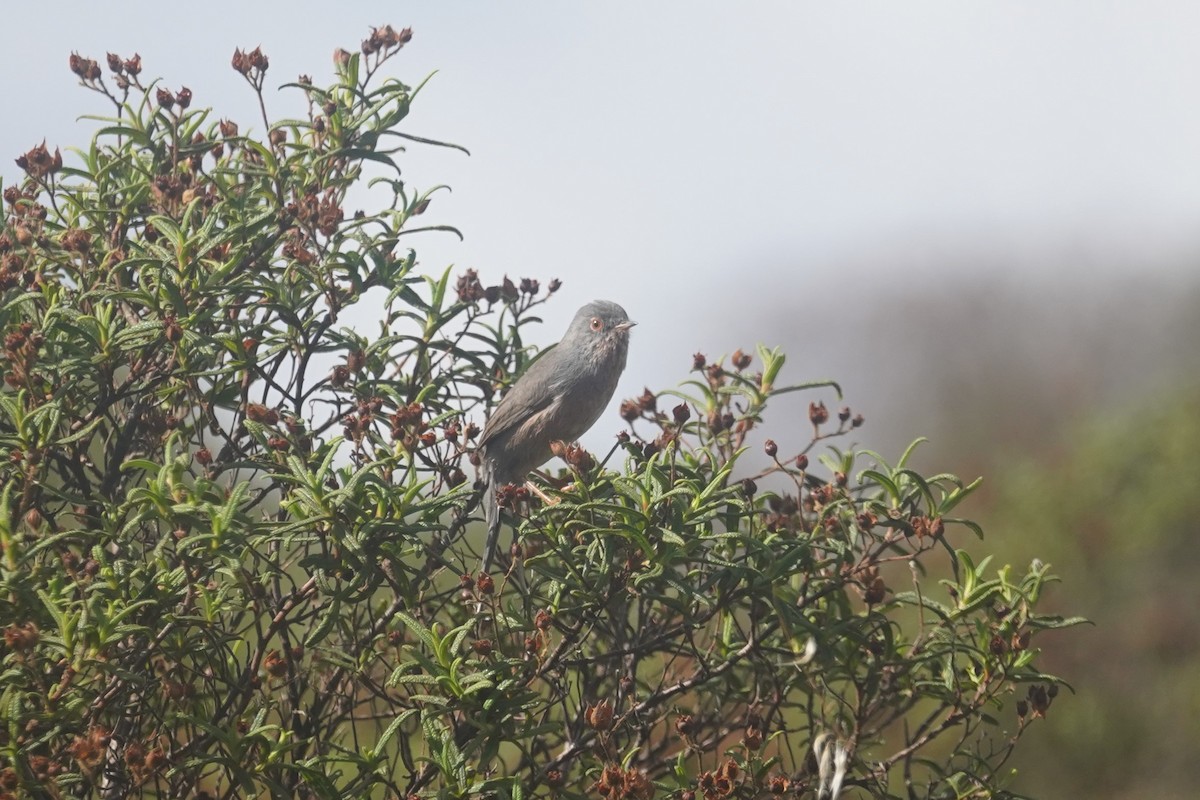 Dartford Warbler - ML627274588