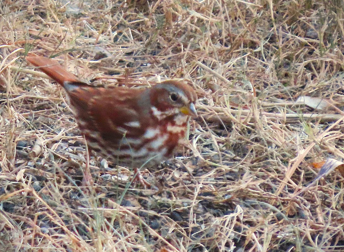 Fox Sparrow - ML627274750