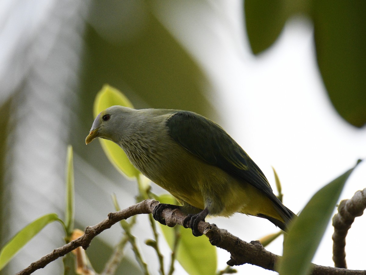 Raiatea Fruit-Dove - ML627274767