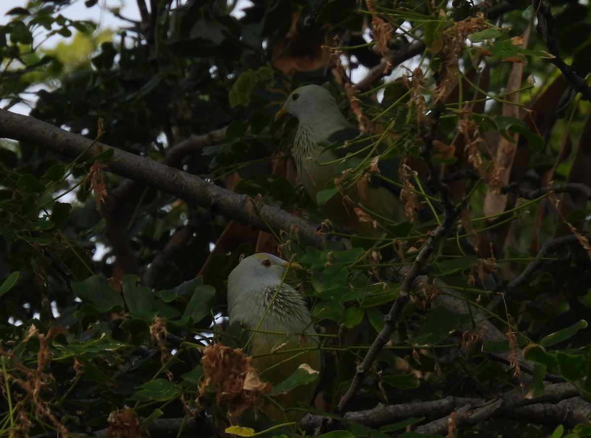 Raiatea Fruit-Dove - ML627274768