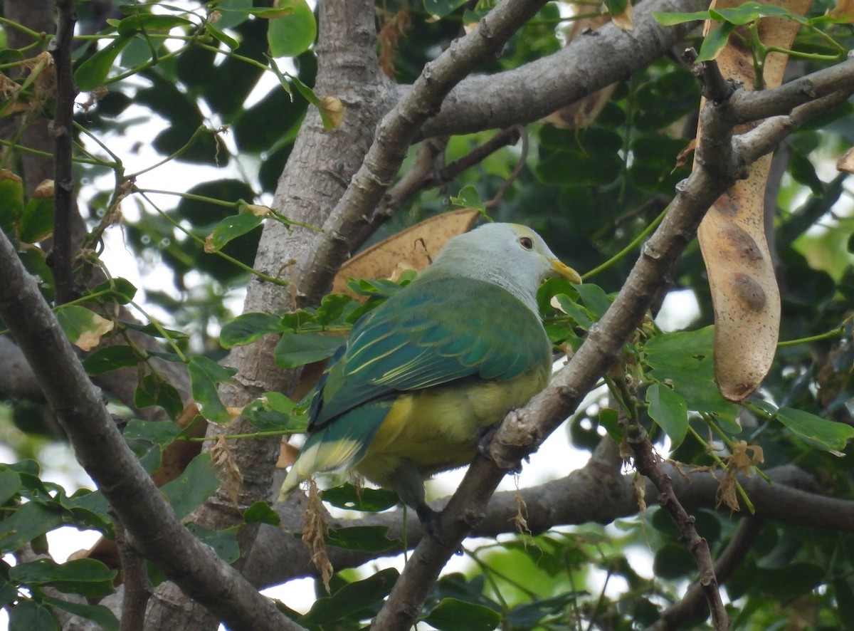 Raiatea Fruit-Dove - ML627274770