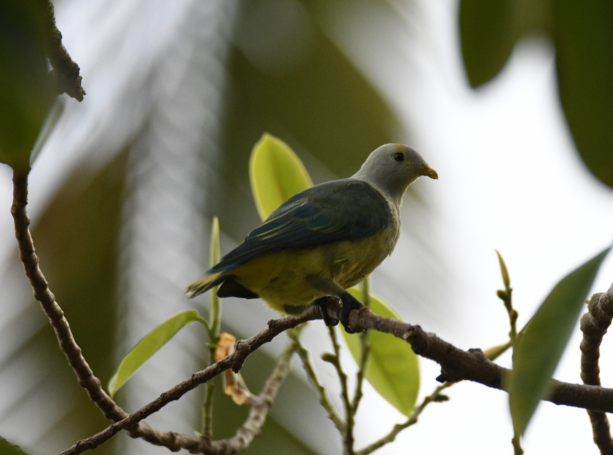 Raiatea Fruit-Dove - ML627274771