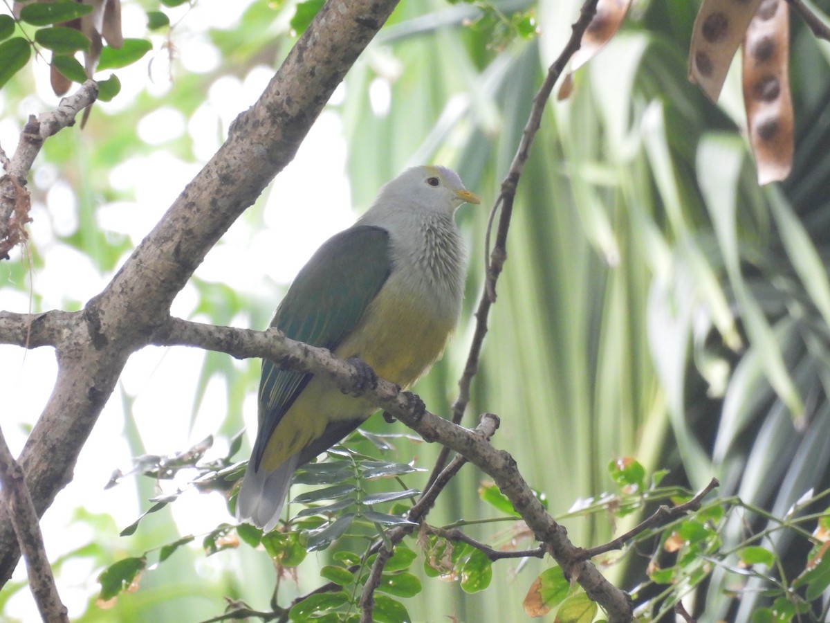 Raiatea Fruit-Dove - ML627274772