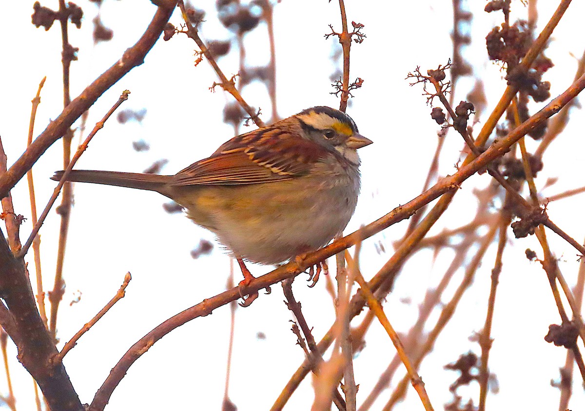 White-throated Sparrow - ML627274774