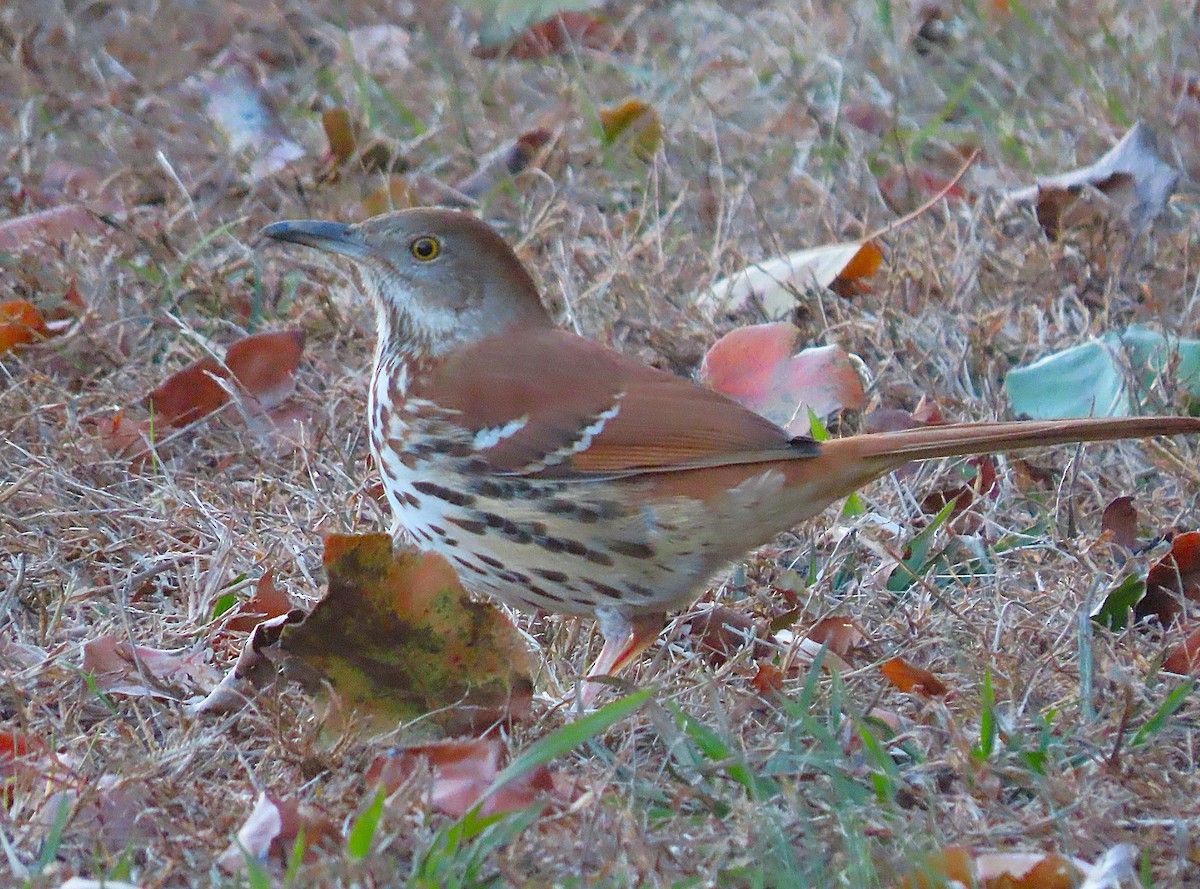 Brown Thrasher - ML627274842