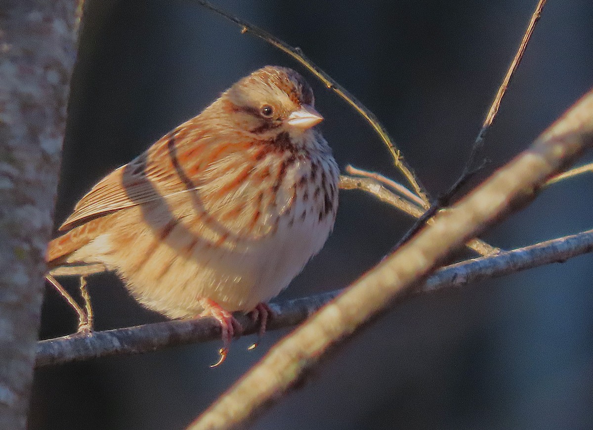 Song Sparrow - ML627274873