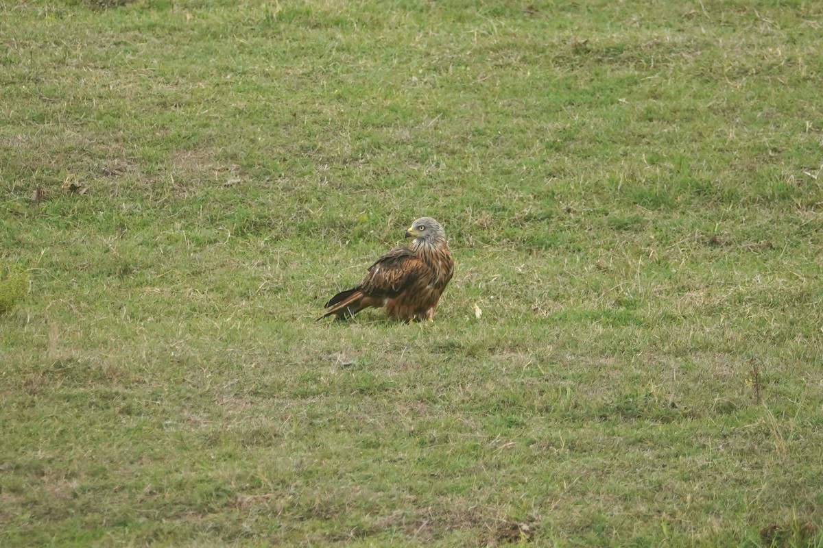 Red Kite - ML627274999