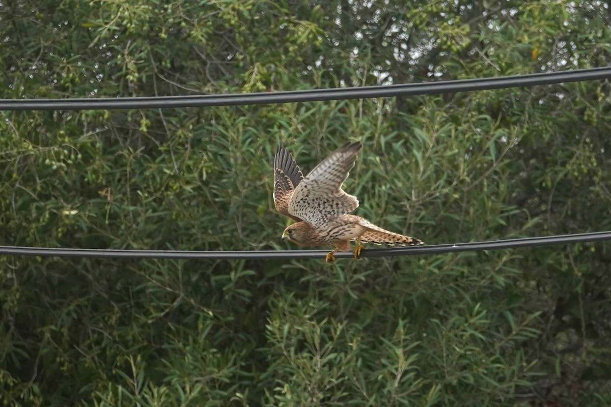 Eurasian Kestrel - ML627275007