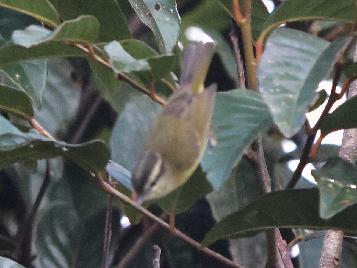 Island Leaf Warbler - ML627275087