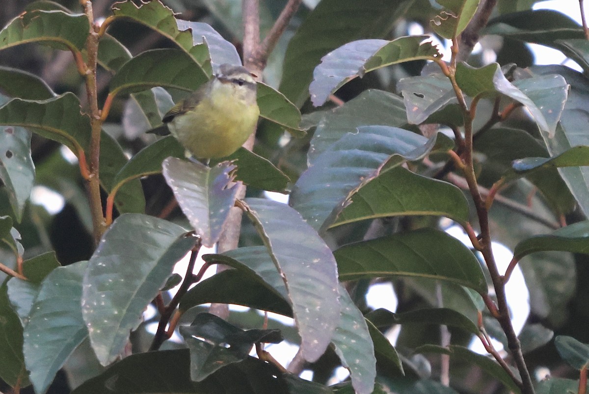 Island Leaf Warbler - ML627275088