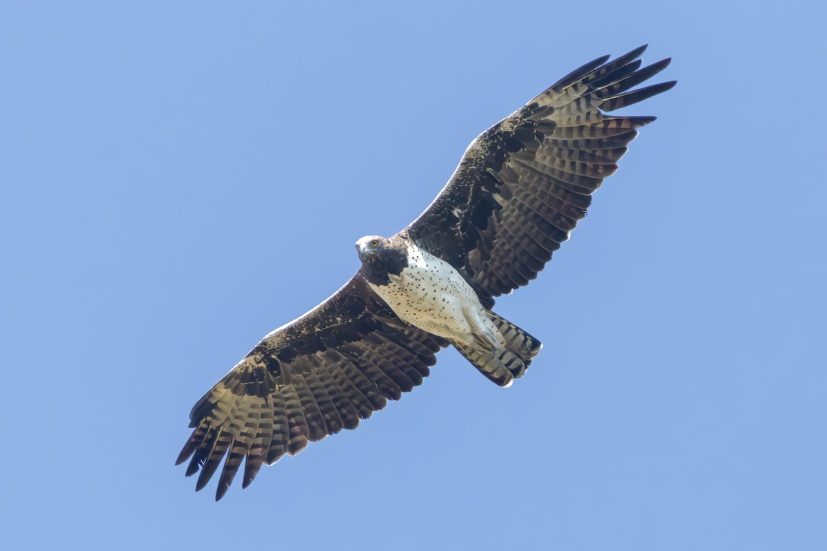 Martial Eagle - ML627275160