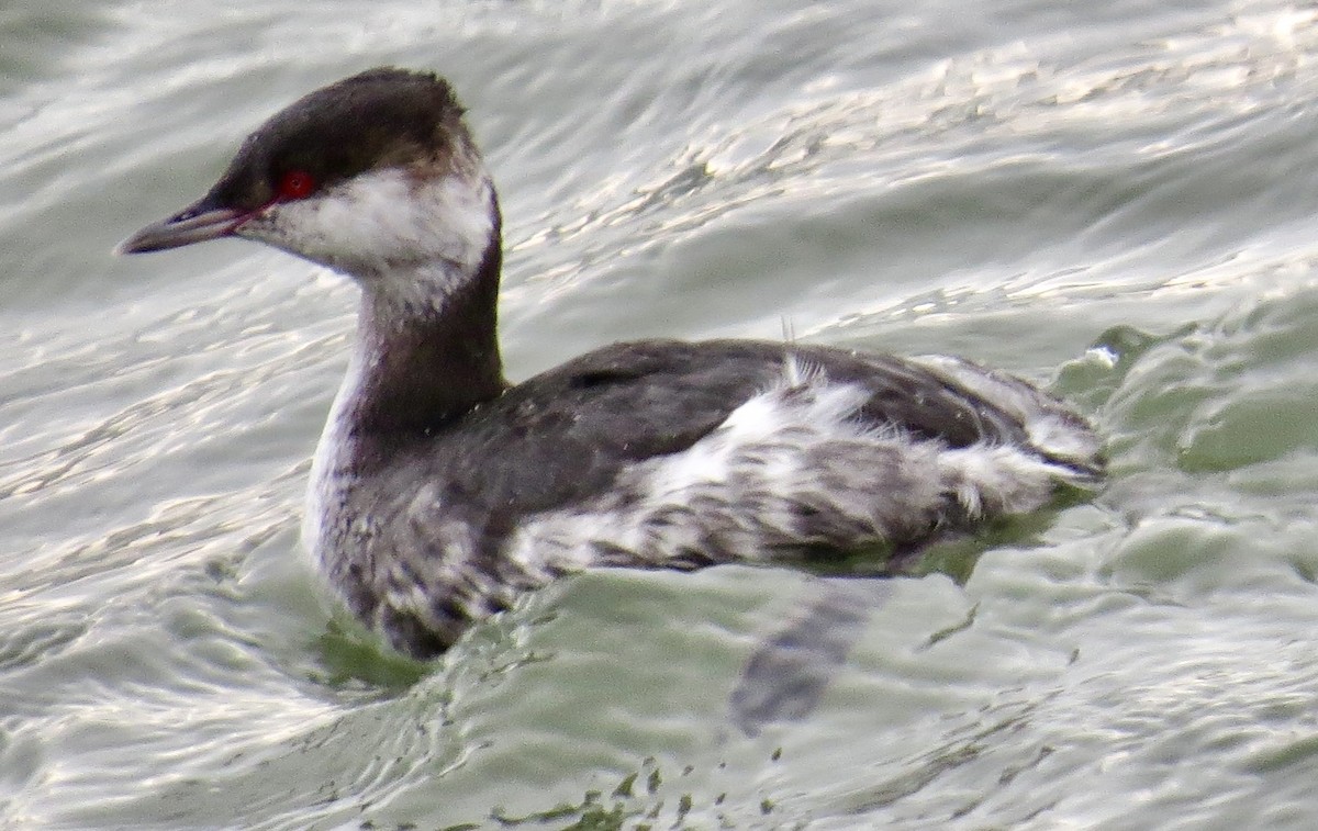 Horned Grebe - ML627275165