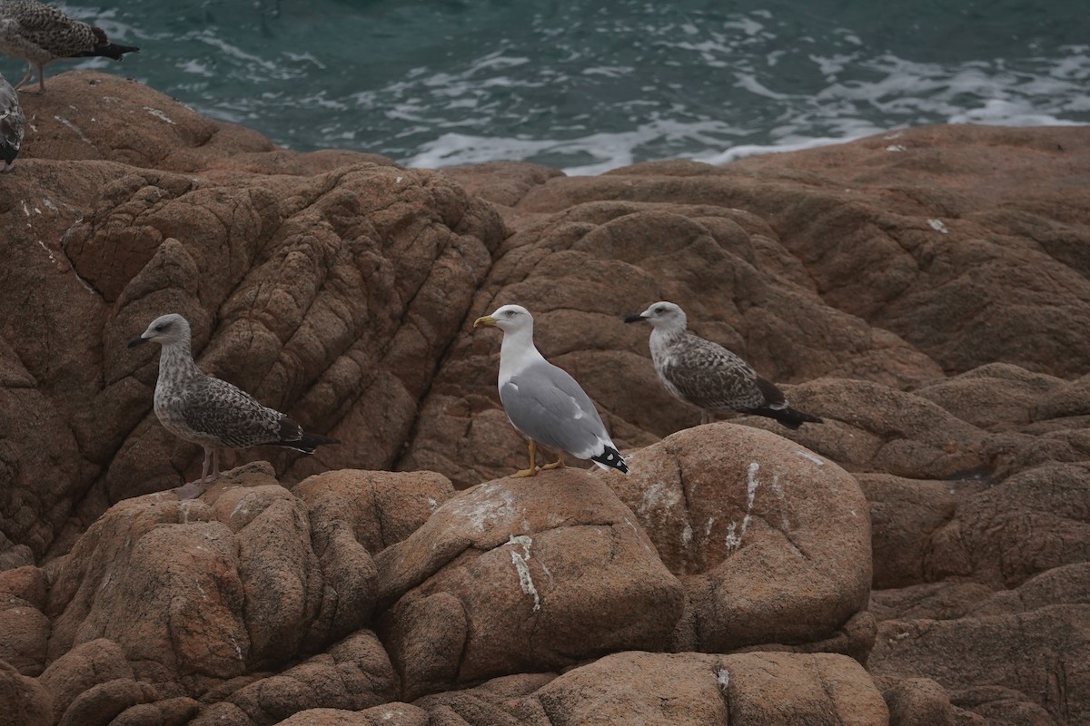 Yellow-legged Gull - ML627275254