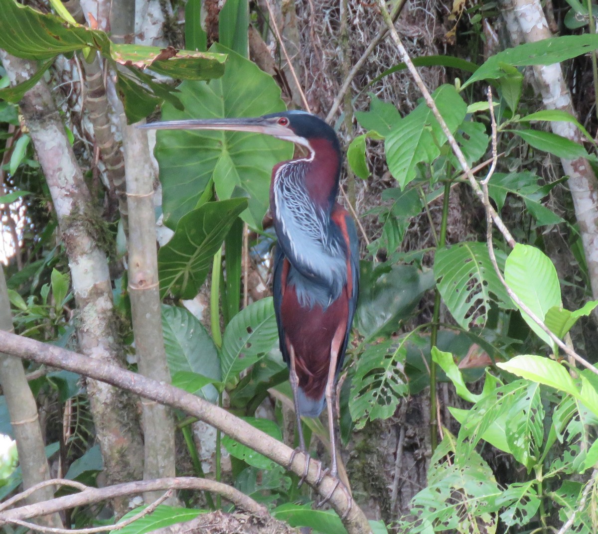 Agami Heron - ML627275259