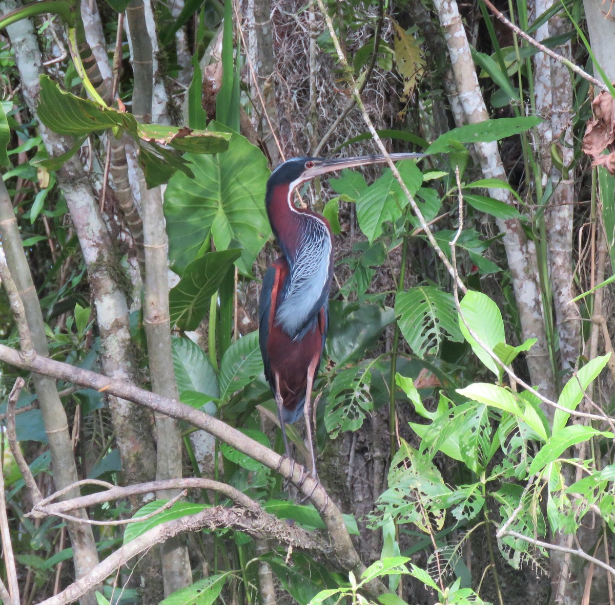 Agami Heron - ML627275264