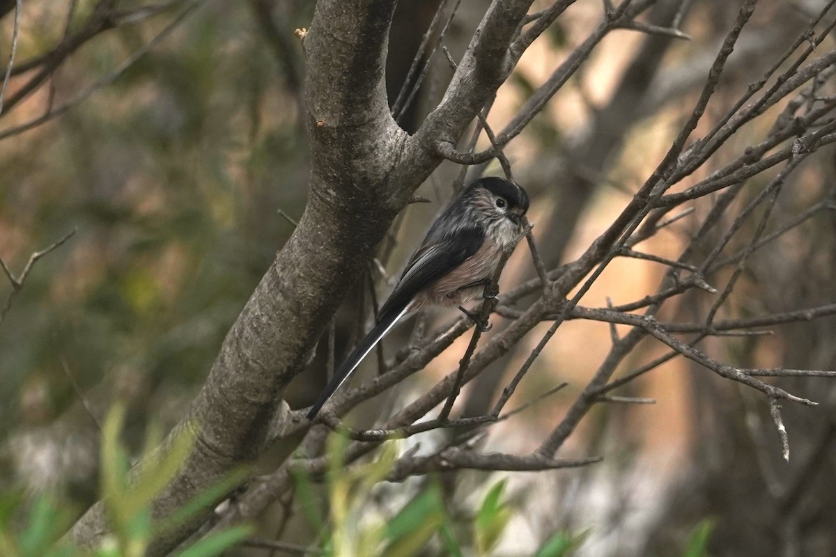 Long-tailed Tit - ML627275275