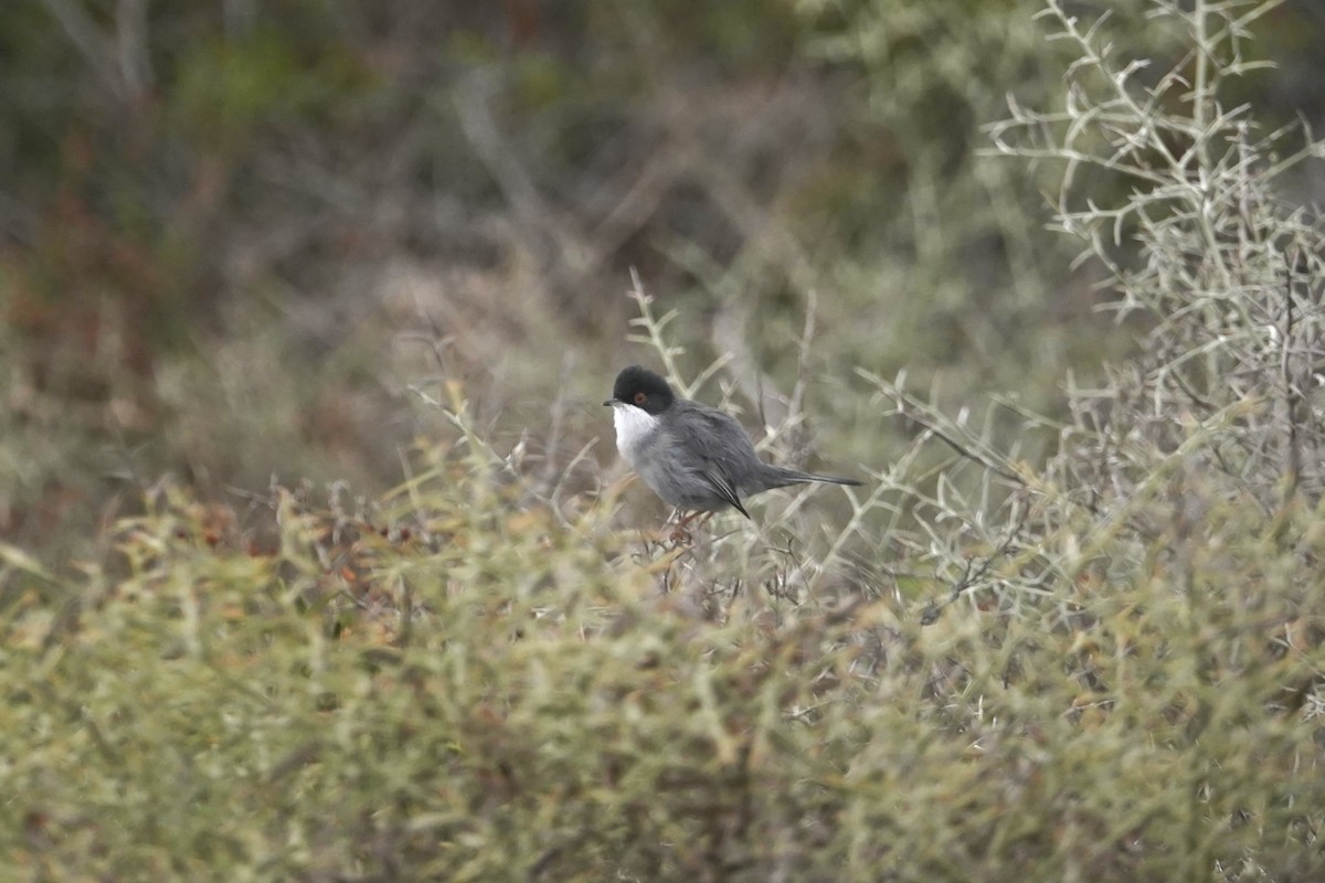 Sardinian Warbler - ML627275282