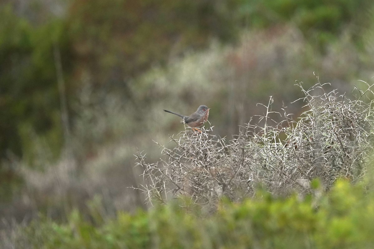 Dartford Warbler - ML627275291