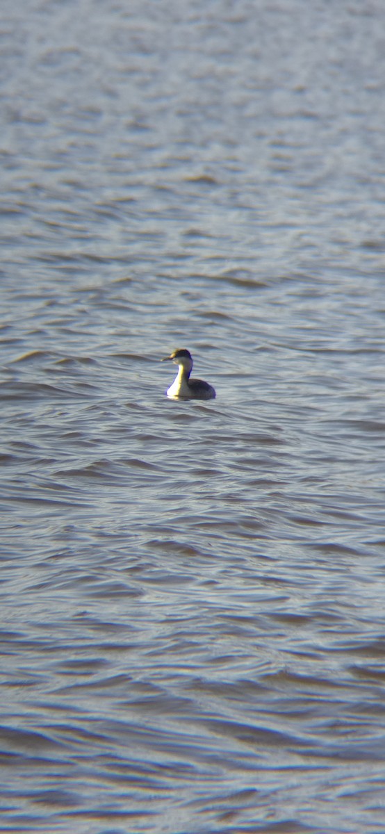 Horned Grebe - ML627275480