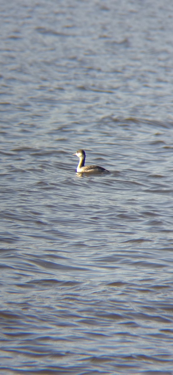 Horned Grebe - ML627275490