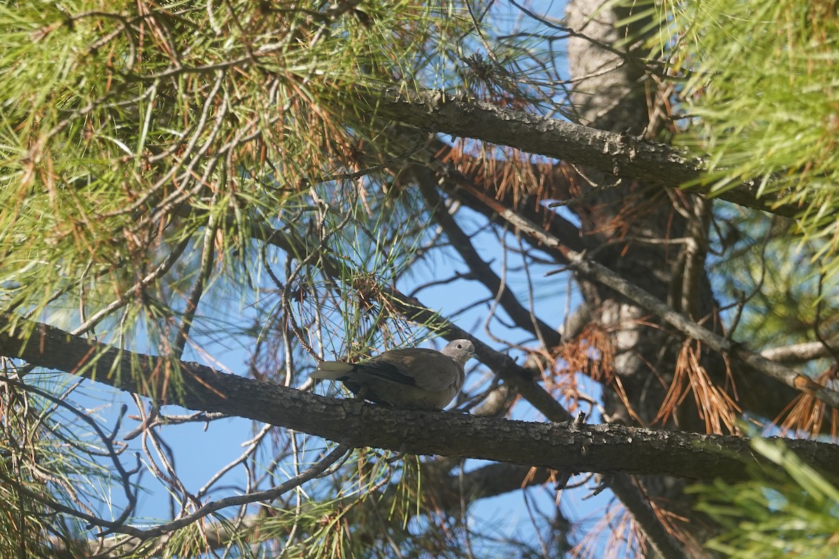 Eurasian Collared-Dove - ML627275494