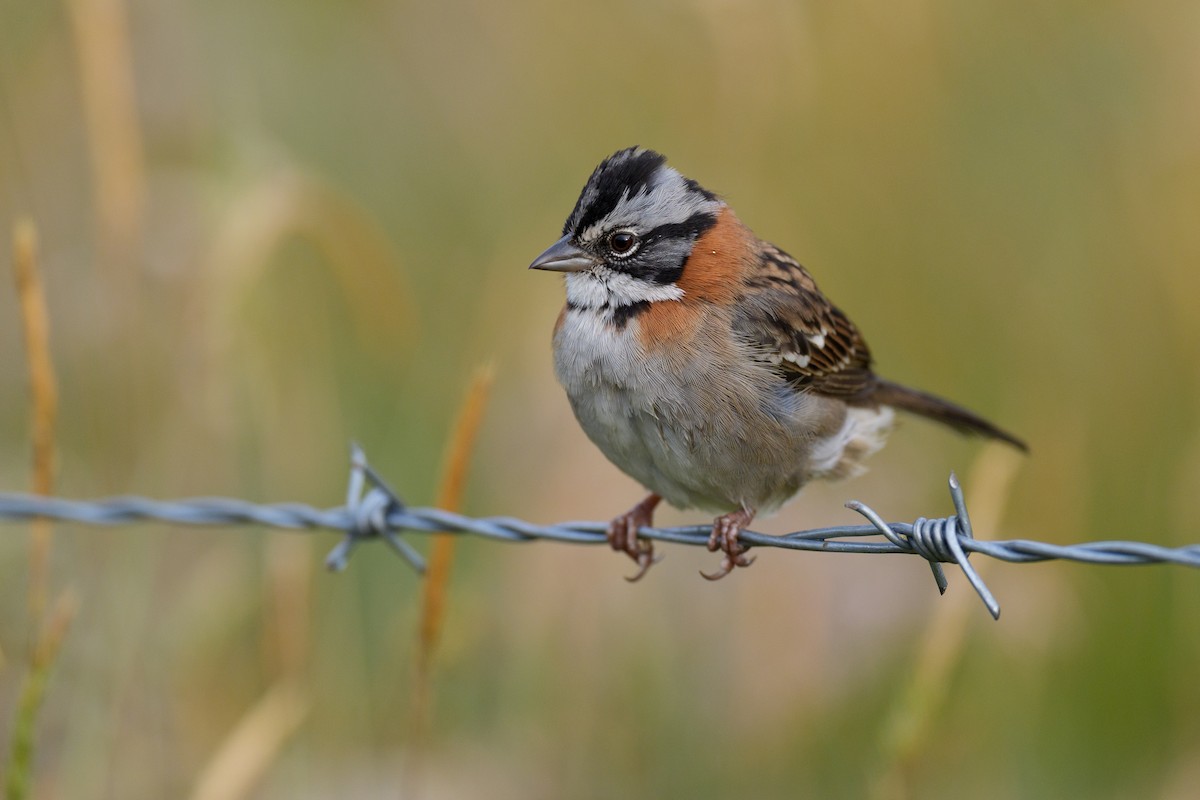 Rufous-collared Sparrow - ML627275514