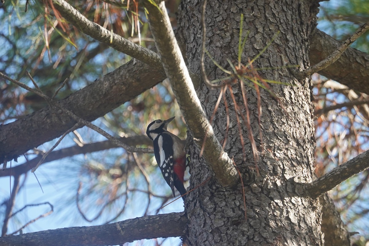 Great Spotted Woodpecker - ML627275517