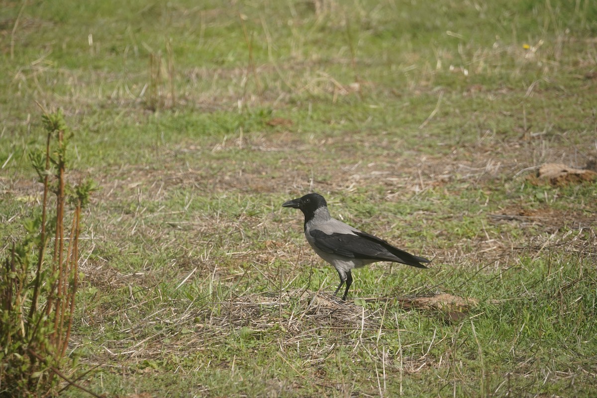 Hooded Crow - ML627275526