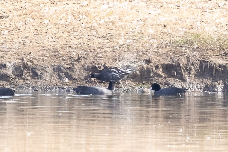 Gallinule d'Amérique - ML627275835