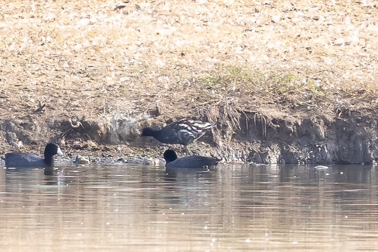 Gallinule d'Amérique - ML627275836